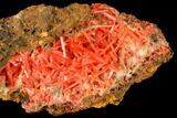 Bright Orange Crocoite Crystal Cluster - Tasmania #171728-1